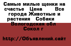 Самые милые щенки на счастье › Цена ­ 1 - Все города Животные и растения » Собаки   . Вологодская обл.,Сокол г.